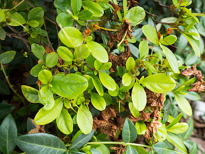 green leafed plant thumbnail