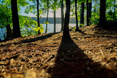 lined trees near body of water at daytime thumbnail