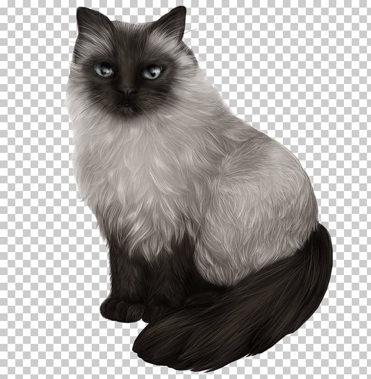 Himalayan Cat Balinese Cat Siamese Cat Ragdoll Asian Semi Longhair