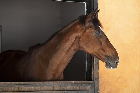 brown horse in window thumbnail