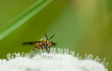 macro photography of insect on flower thumbnail