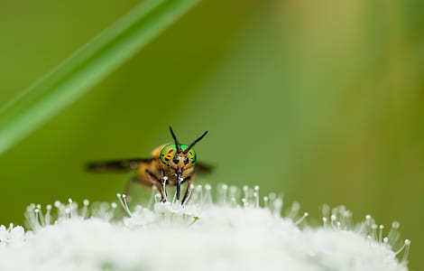 brown fly perched on white petaled flower in macro photography thumbnail