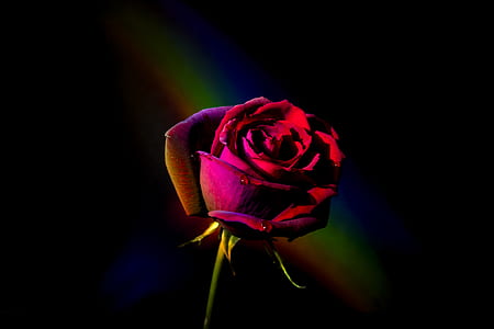 close up photography of red rose in bloom thumbnail