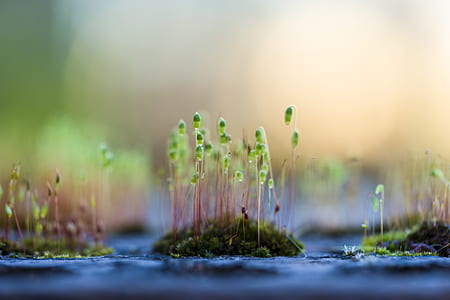 selective focus photography of green leafed plant thumbnail