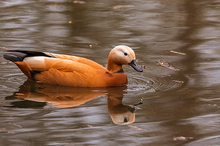orange and gray bird on body of water thumbnail