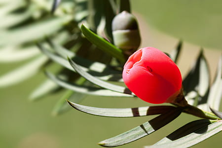red petaled flower in closeup photography thumbnail