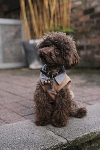 liver toy poodle sitting on pavement at daytime thumbnail