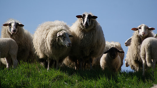 herd of sheep on grass field thumbnail