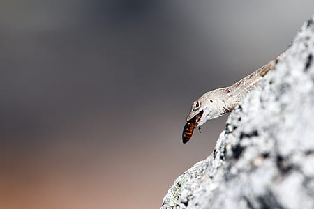 selective focus photography of gray lizard eating brown winged insect thumbnail