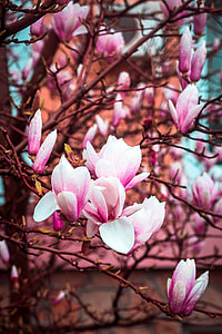 close-up photography of pink-and-white petaled flowers thumbnail