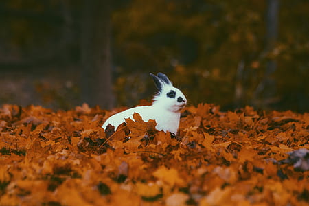 white and black rabbit on dried leaves thumbnail