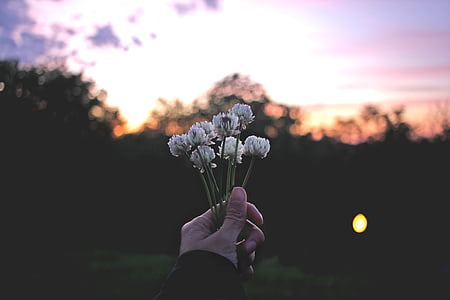 selective focus photography of person holding white flowers thumbnail