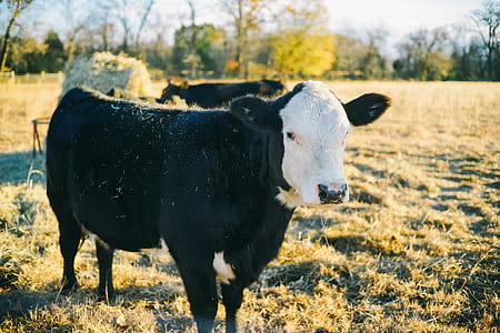 white and black cow on grass field near other cow in distant of trees thumbnail