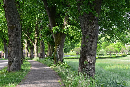 side walk with trees thumbnail