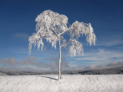 snow covered tree during daylight thumbnail