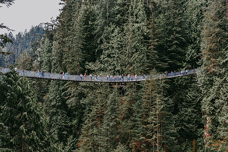 people on hanging bridge in the middle of the forest during daytime thumbnail