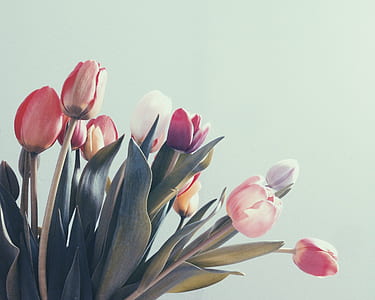 tulips thumbnail