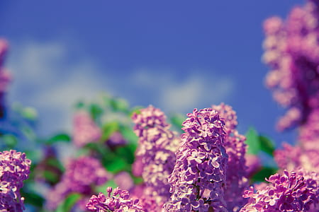 Purple Petal Flower on Tilt Shift Photo during Daytime thumbnail