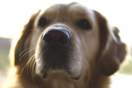 closeup photography of golden retriever thumbnail