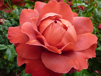 red rose flower thumbnail
