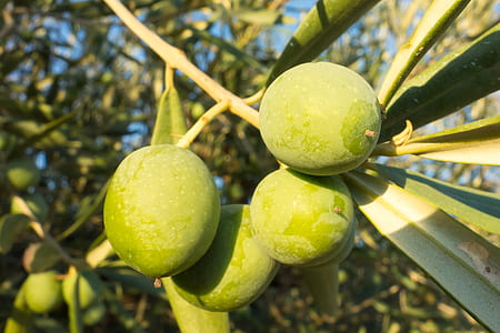 close-up photography of four green fruits during daytime thumbnail