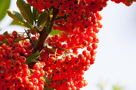 low angle view of bunch of round red fruit tree thumbnail