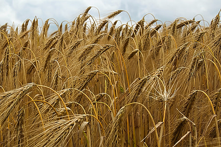landscape photo of brown wheat field thumbnail