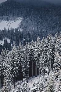 forest, wood, snow, winter thumbnail