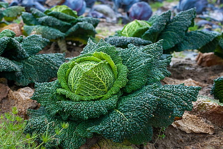 cabbage on soil thumbnail