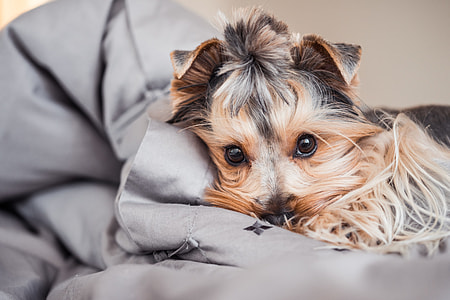 Little Jessie The Dog Resting in Bed thumbnail