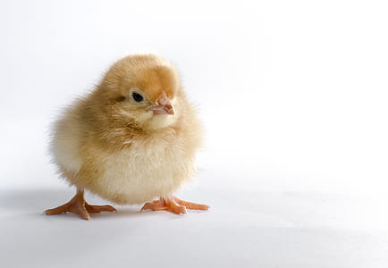 yellow chick thumbnail