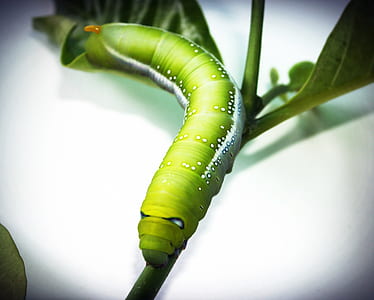 nature, animal, plant, leaves thumbnail