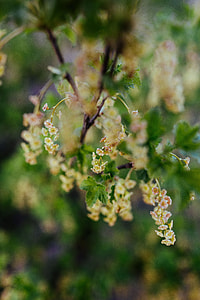 Close-ups of leaves on trees thumbnail