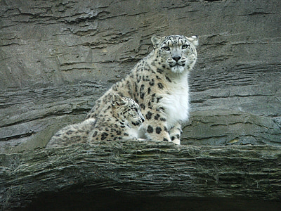 white and brown leopard thumbnail
