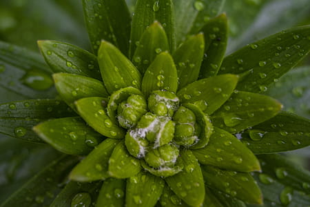Close-up Photo Of Green Leaf Plant With Water Drops thumbnail