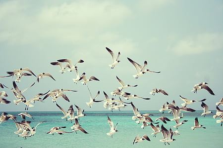 flock of white birds flying during daytime thumbnail