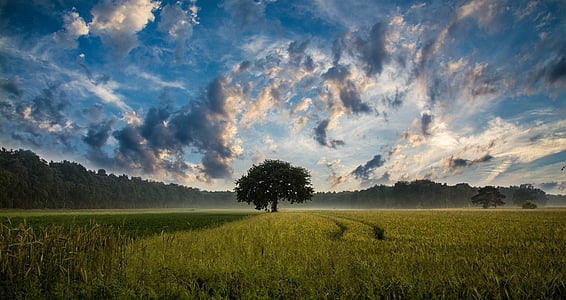 green tree in between field during daytime thumbnail