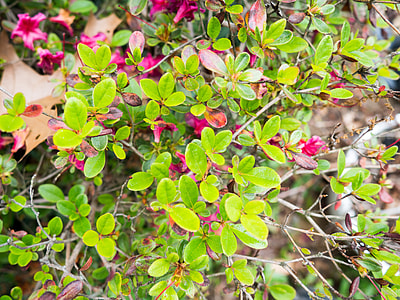 pink petaled flowers with green leaves thumbnail