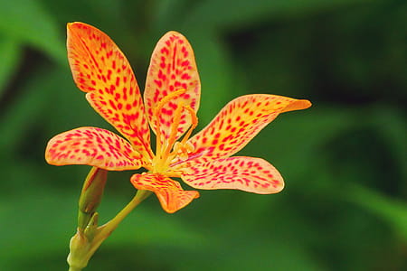 Closeup of flower against green background of an ornamental plant Iris domestica, commonly known as leopard lily, blackberry lily, and leopard flower. The bloom of each individual flower only last a single day. thumbnail
