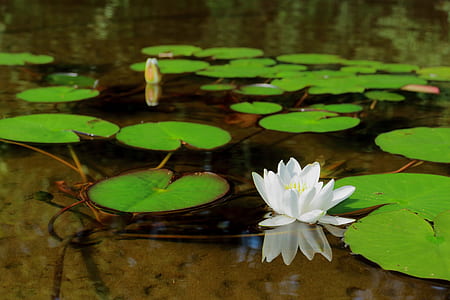 white lotus flower surrounded by water lily thumbnail
