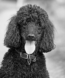 grayscale photography of dog thumbnail
