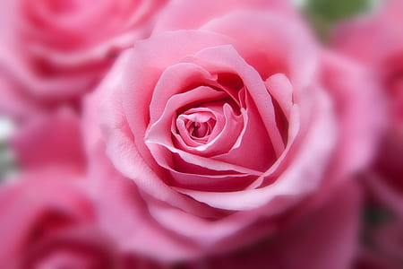 pink rose flower selective focus photo thumbnail