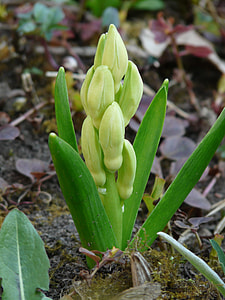 Garden Hyacinth, Hyacinthus Orientalis thumbnail