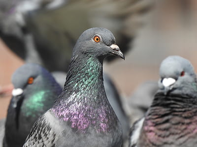 flock of gray pigeons thumbnail