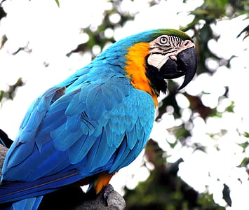 Blue and Orange Parrot on Branch thumbnail