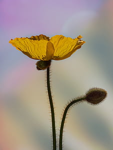 photography of yellow flower thumbnail