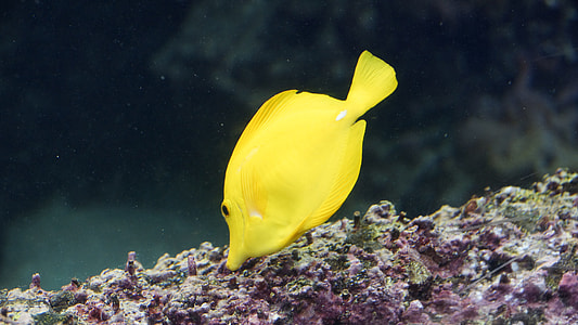 marine angelfish thumbnail