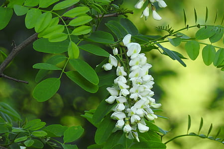 white petaled flower thumbnail