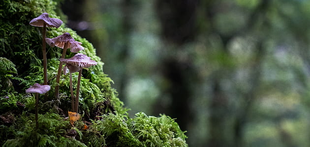 selective focus photography of purple mushrooms thumbnail