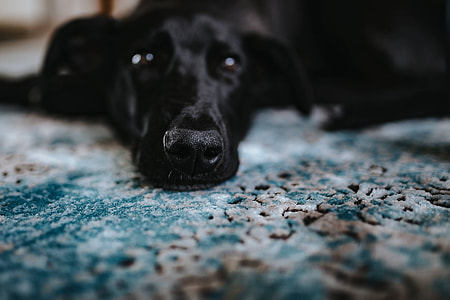 Black dog on a light blue carpet thumbnail